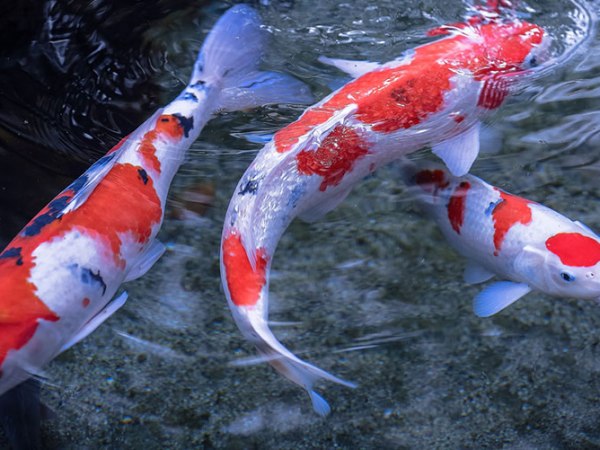 Il freddo modifica la traiettoria dei pesci – Pierre&nbsp;Szalowski